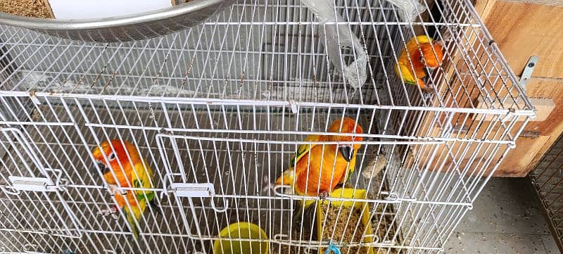 Sun Conure 6