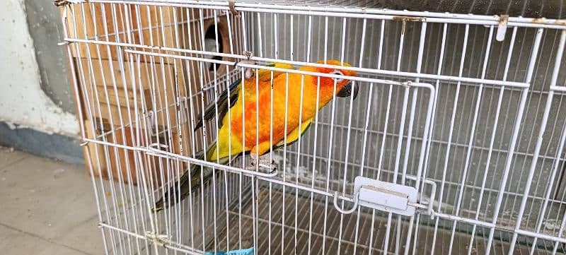 Sun Conure 7