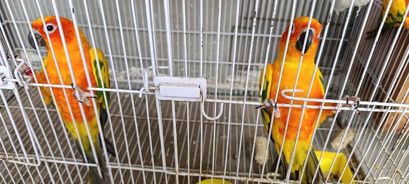 Sun Conure 8