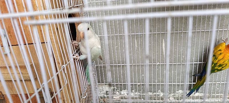 Sun Conure 9