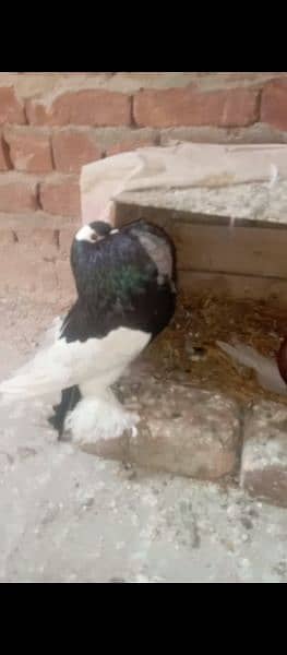 magpie pair with chick 0