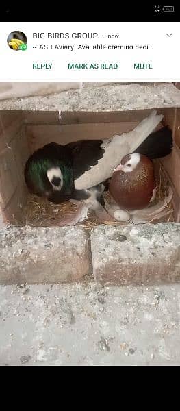 magpie pair with chick 1