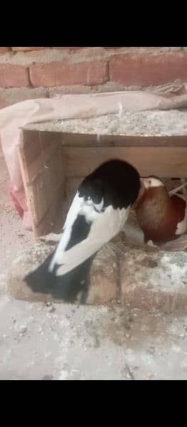magpie pair with chick 2
