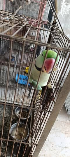 Kashmiri Raw Parrot Male