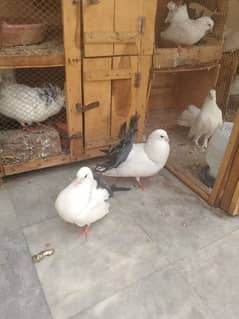 Black tail breeder pair good quality