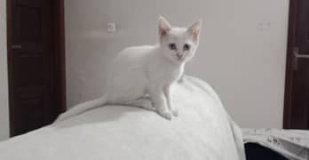 Persian kitten
