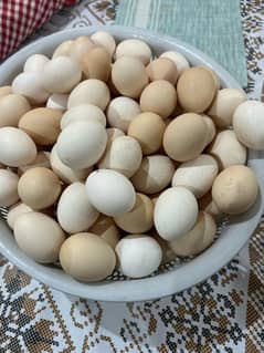 Australorp eggs