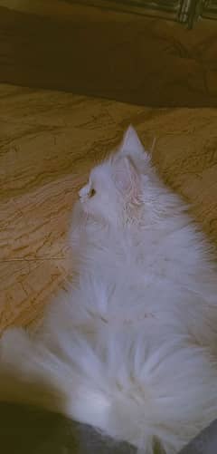 Persian