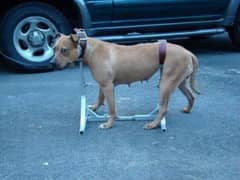 Dog Mating Stand No Stud Man Required