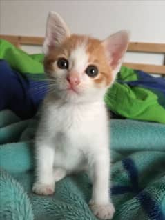 one Pair doll face Persian kitten