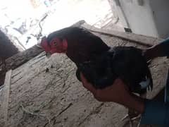 black red mushka