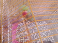 taking female raw parrot