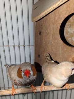 3 pair with cage