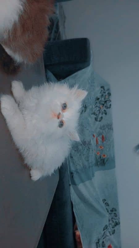 Piki face kittens 3