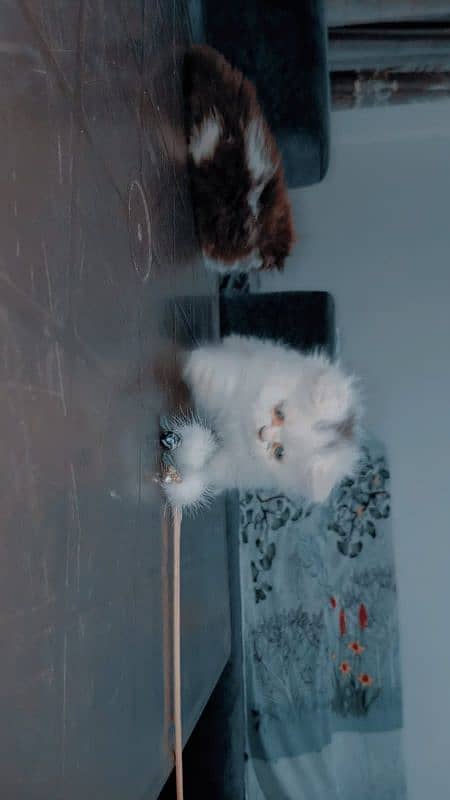 Piki face kittens 4