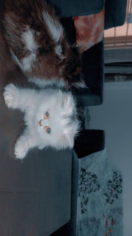 Piki face kittens 15