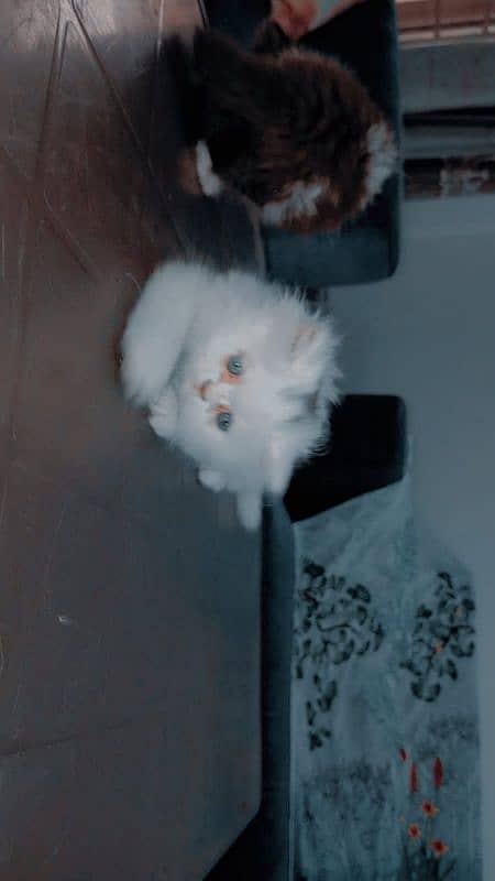 Piki face kittens 16