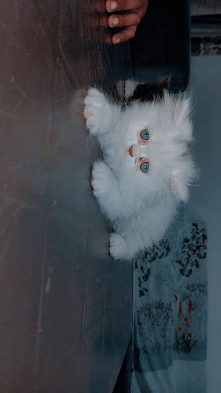 Piki face kittens 17