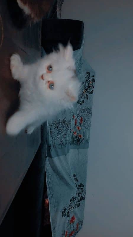 Piki face kittens 18