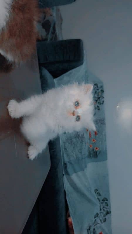 Piki face kittens 19