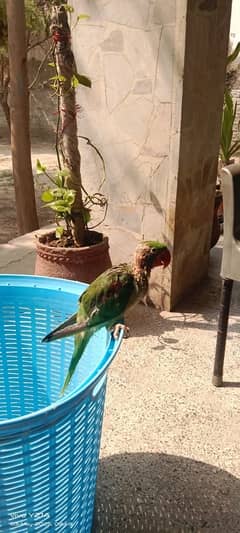 Raw parrot chick available for taming (male)