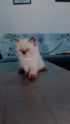 Persion kittens