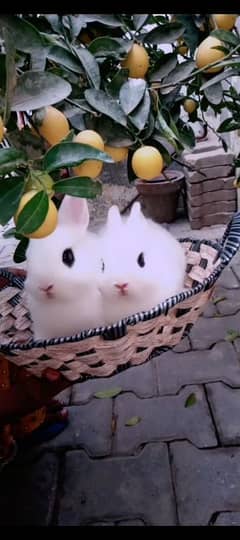Hotot Dwarf Pair high quality rabbit bunny