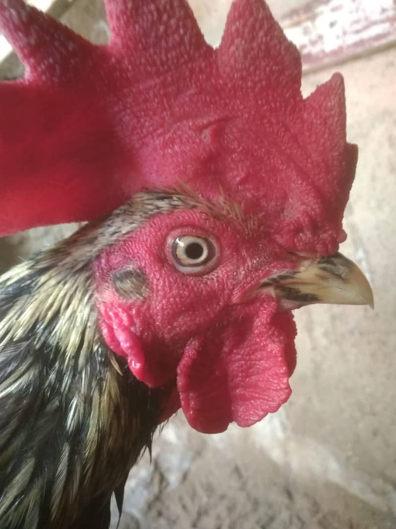 hera aseel pathy, bangum asee lassani cross murgha or breeder for sale 0