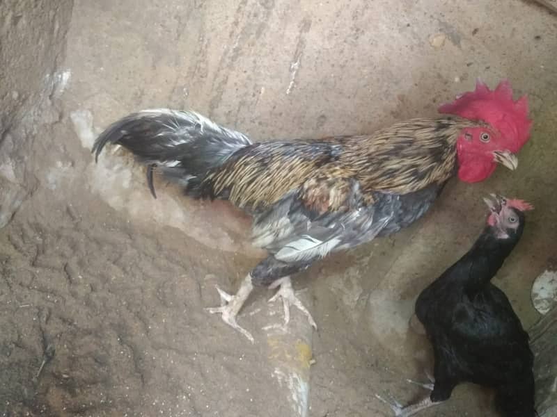 hera aseel pathy, bangum asee lassani cross murgha or breeder for sale 1