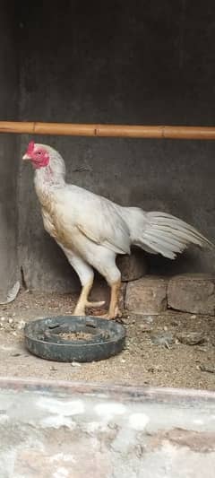 Aseel Hera for sale
