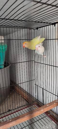 cremino and albino pair