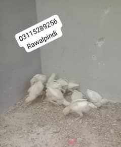 Herra