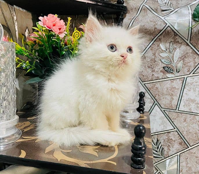 persian cats and kittens for sale wtsapp (0307/710/92/69) 3