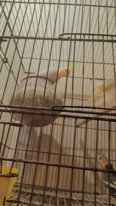 Parrots for sale. Age: 6 months, 2 thousand per piece