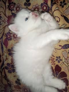 Persian/triple coat/blue eyes/odd eyes kittens