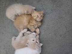 tripple