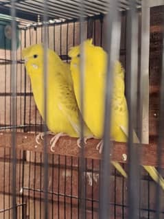 hogoromo and lovebirds