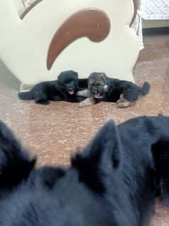 Pedegree GSD longcoat top quality puppy
