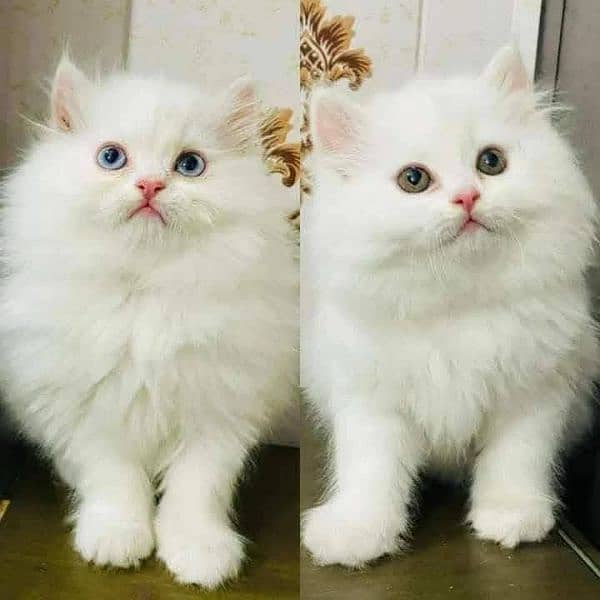 Persian cats and kittens for sale wtsapp (0307/710/92/69) 0