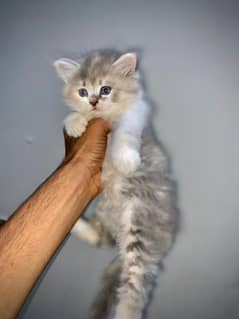 4 pair of Baby cats | 1.5 months | Persian cats