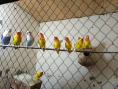 common lutino colony for sale in very reasonable price