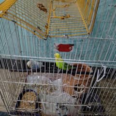 budgies pair for sale 999 rs