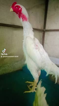 German shamo chick's and breeders