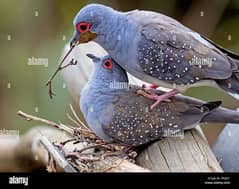 beautiful doves cheap price