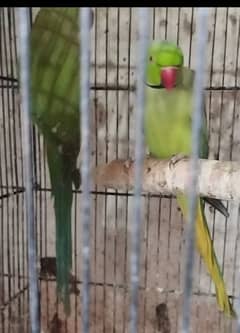 Ringneck