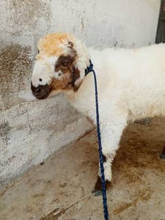 Dumba for sale
