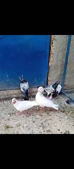 pegions