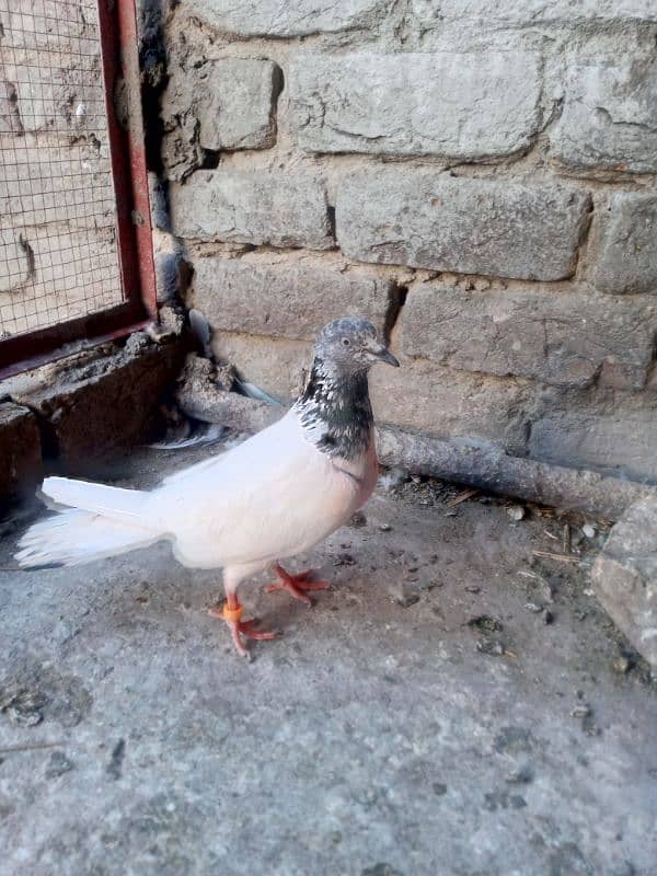 pegions pairs 3