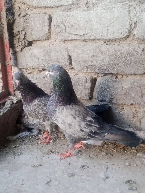 pegions pairs 4