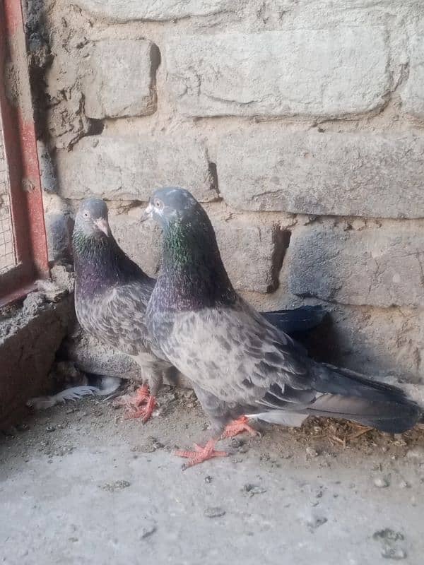 pegions pairs 5